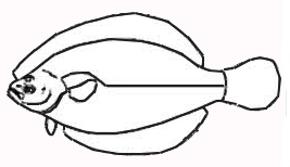 Familia Pleuronectidae